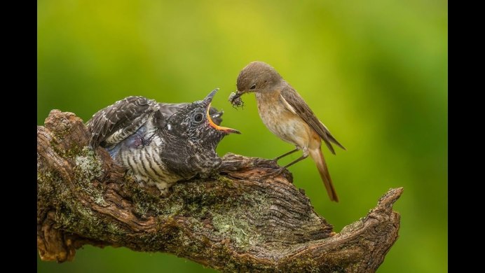 Мадагаскарская Кукушка птенец