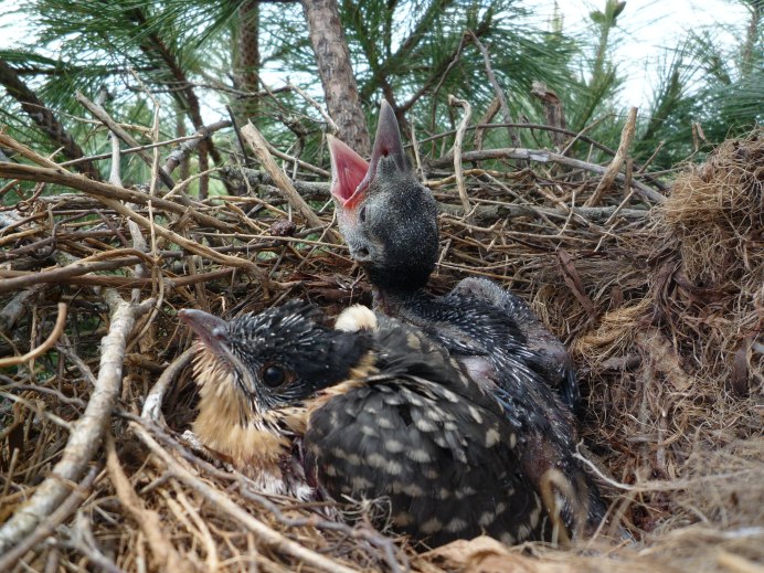 Фото птенца кукушки обыкновенной