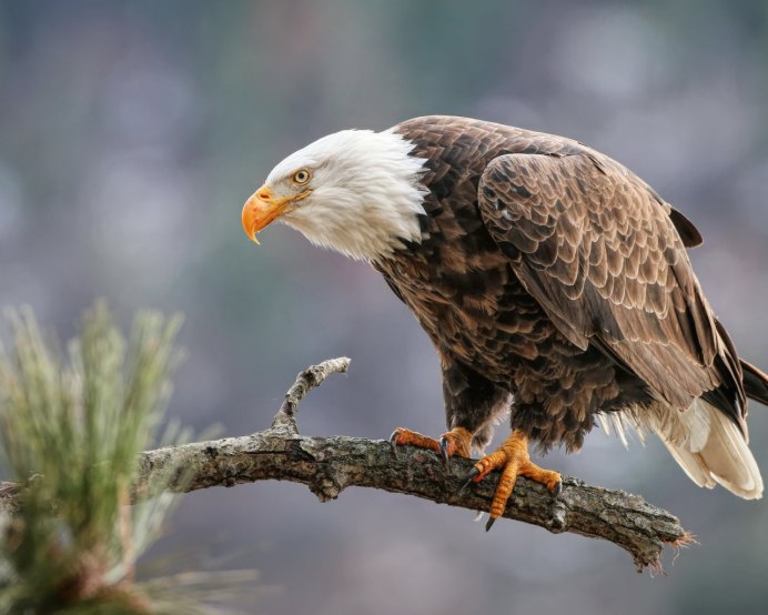 Халзан птица