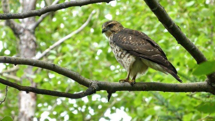 Сокол на ветке