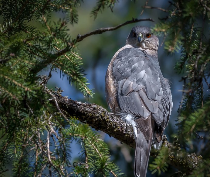 Сокол Сапсан самка