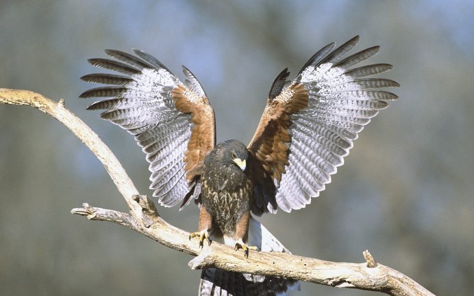 Ястреб тетеревятник размах крыльев