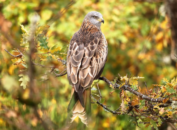Ястреб дербник