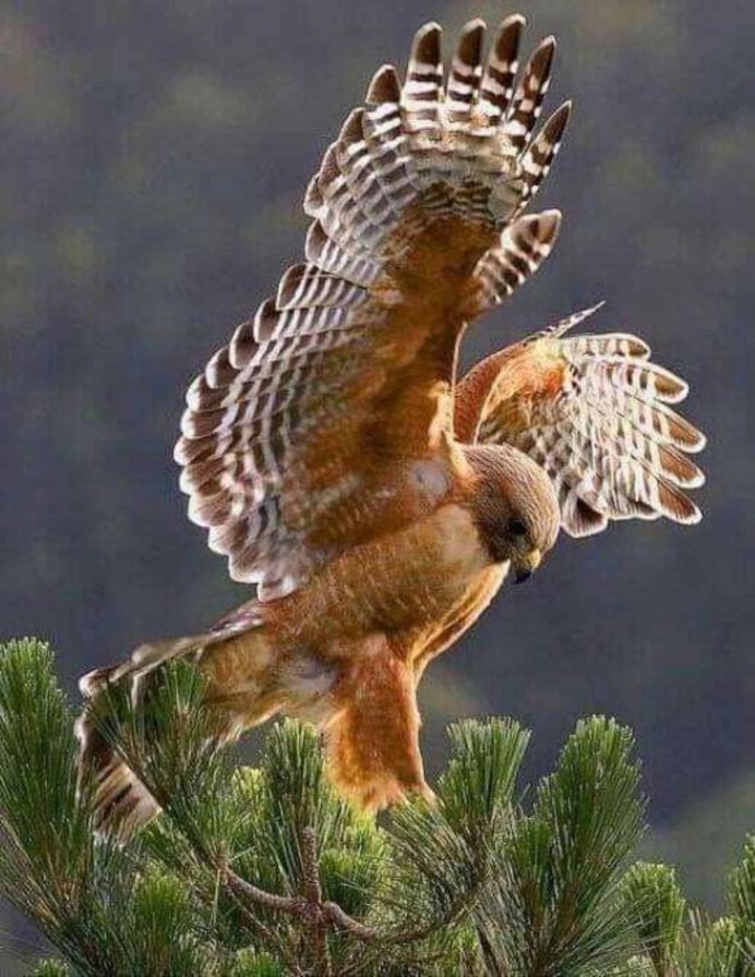 Сокол на ветке дерева