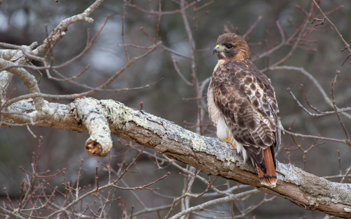 Малый перепелятник Байкальский