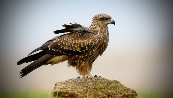 Орел на ветке