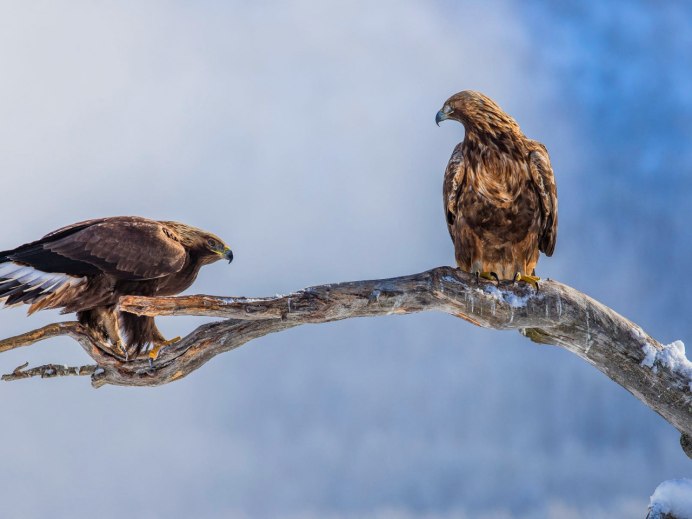 Ястреб в лесу