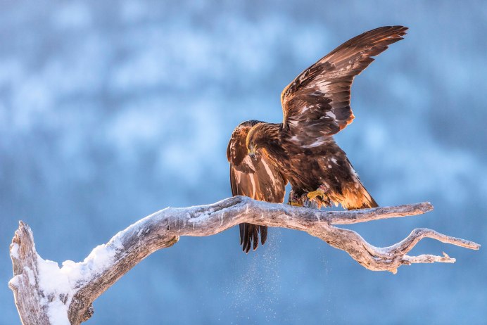 Парящий Орел