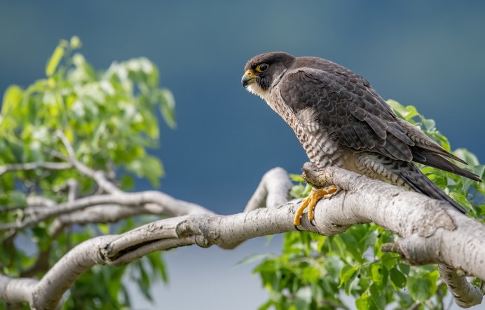 Зимующие птицы хищники