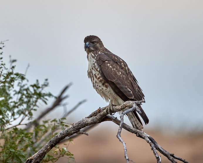 Беркут и Орлан белохвост