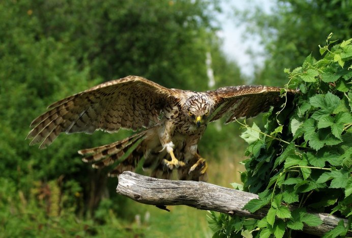Лилия bald Eagle
