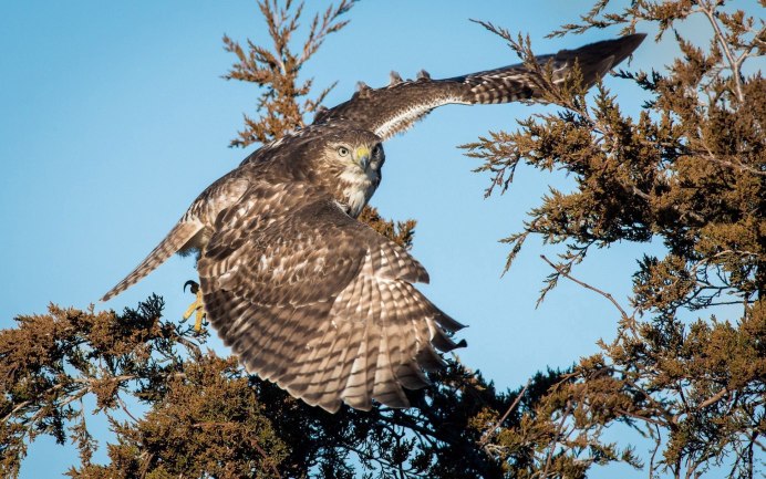 Сокол Турумти