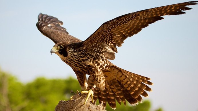 Хищные птицы