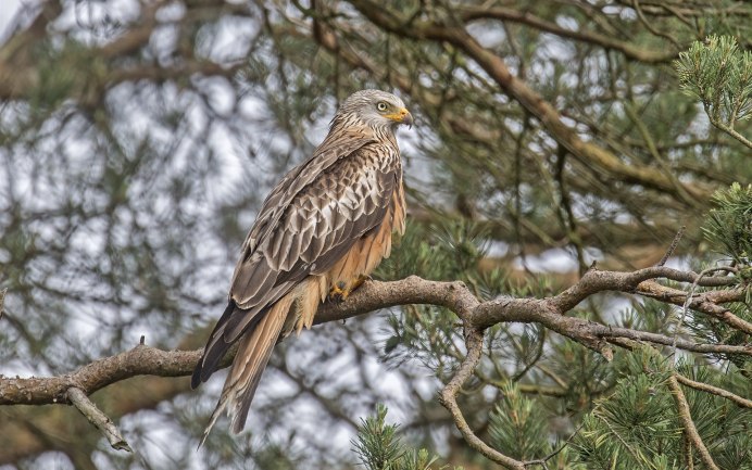 Ястреб канюк Орел