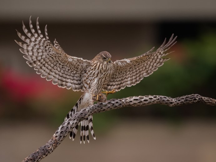 Орел на ветке