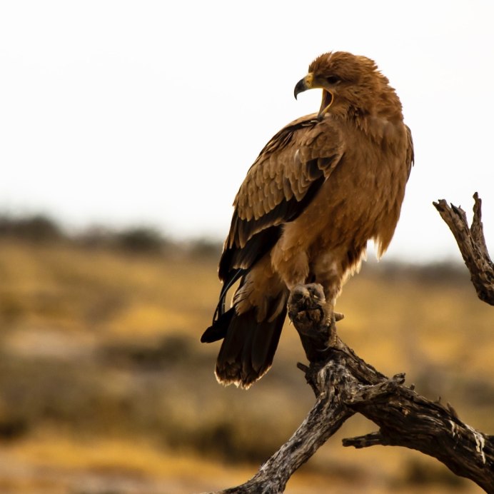 Ястребиный Сарыч