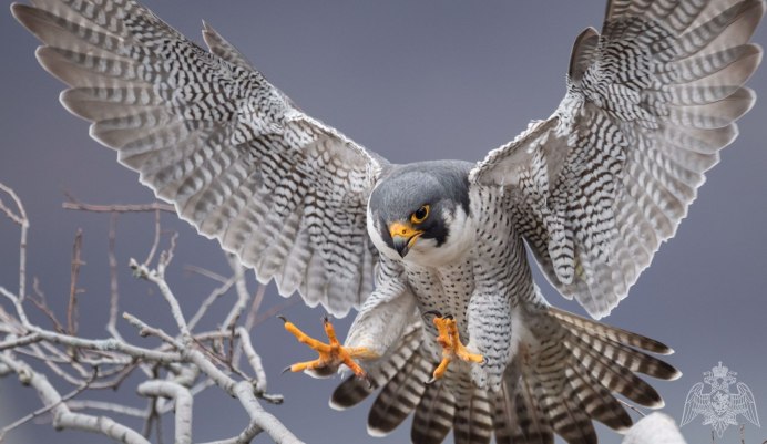 Ястреб пустельга