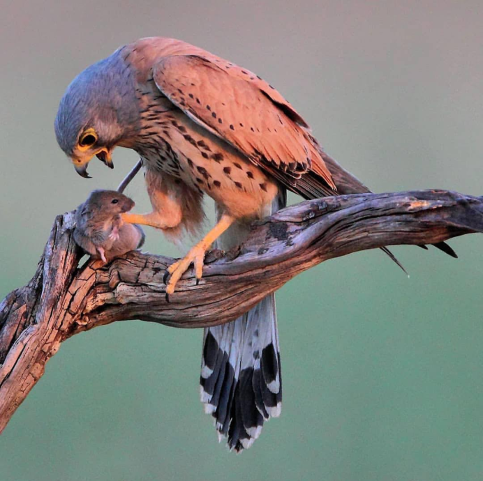 Север Израиля птицы ястреб