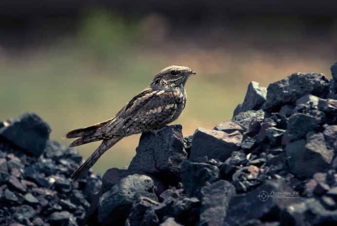 Обыкновенный козодой (Caprimulgus europaeus)