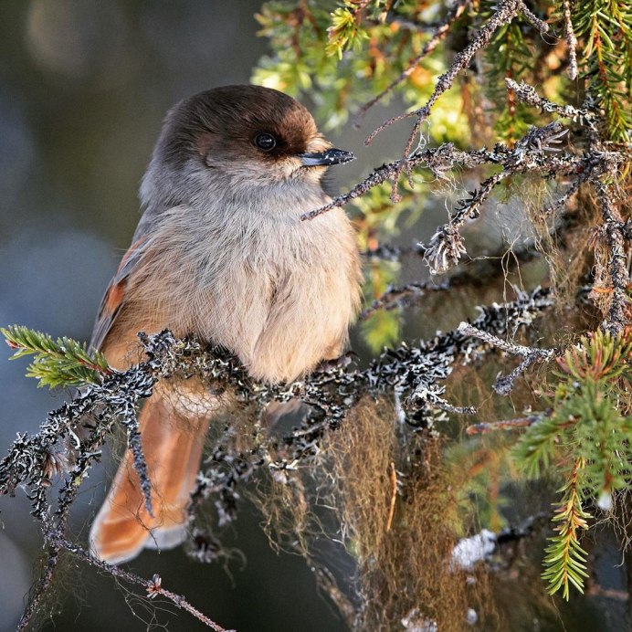Кукша Perisoreus Infaustus