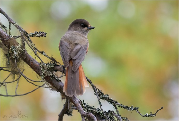 Кукша Perisoreus Infaustus