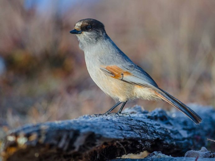 Кукша Perisoreus Infaustus