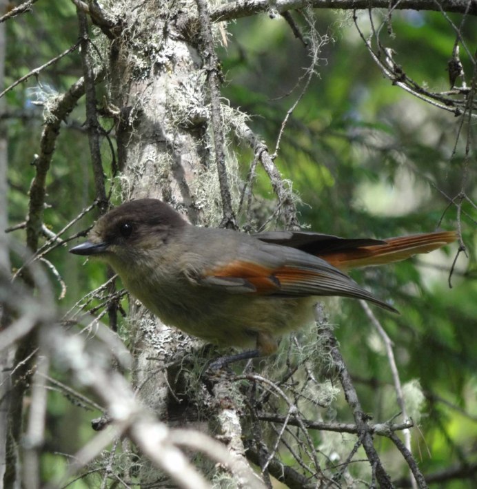 Кукша Perisoreus Infaustus