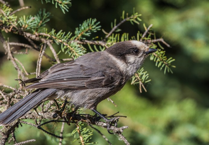 Кукша Perisoreus Infaustus