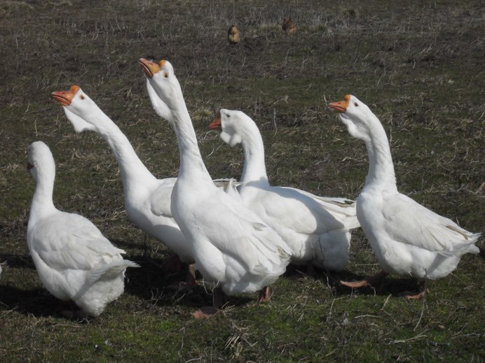 Гуси Кубанские Гусыни