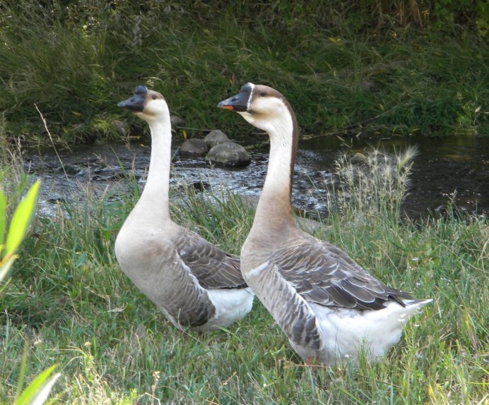 Гусята Кубанской породы
