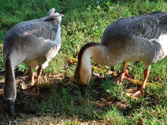 Пиренейские гуси