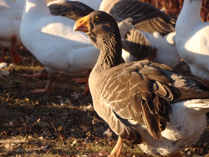 Кубанская порода гусей