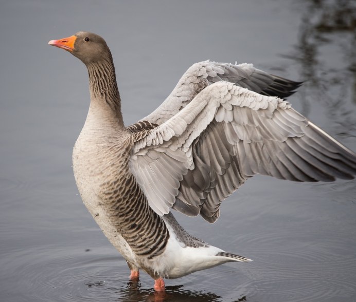 Кубанская серебристая. Гусь
