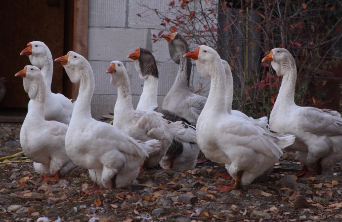 Китайский Гусь Сухонос