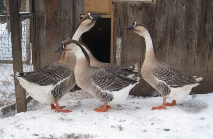 Роменская порода гусей