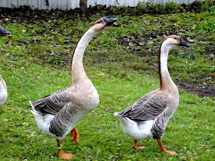 Кубанские гуси