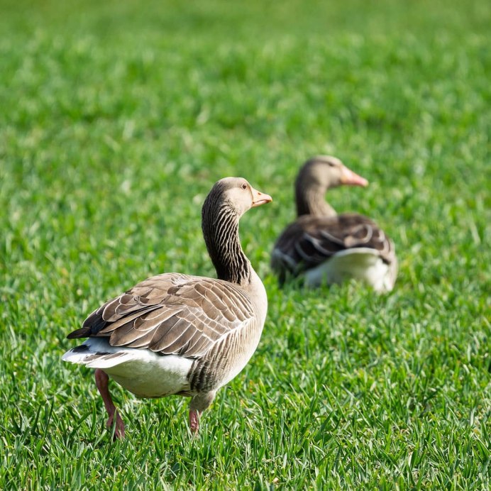 Кубанские гуси