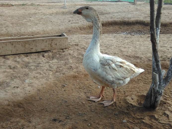 Кубанские гуси