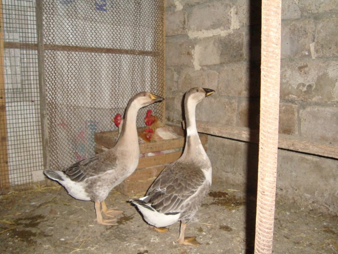 Гусята белые