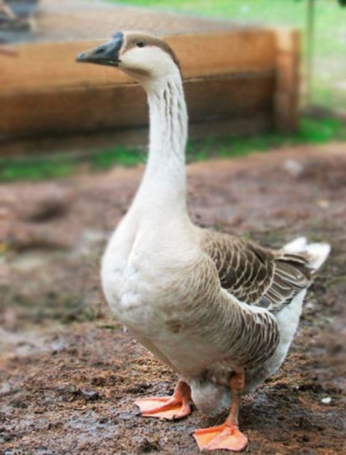 Линдовский Гусь стандарт породы