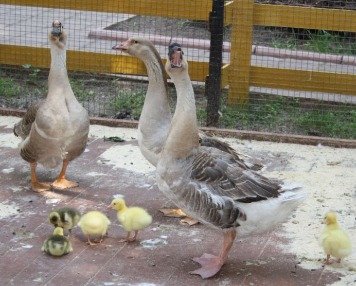 Порода гусей Гергуль