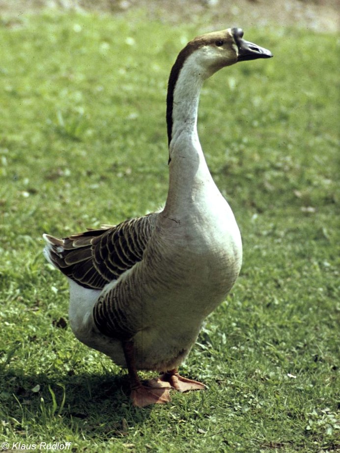 Гусенок Кубанского гуся