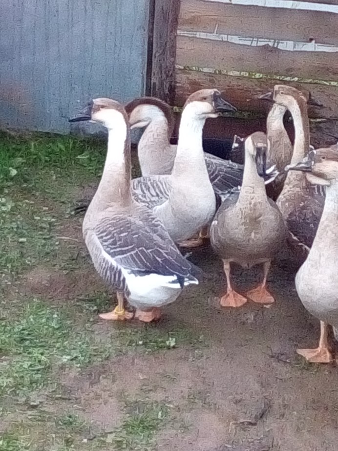 Тулузский Гусак