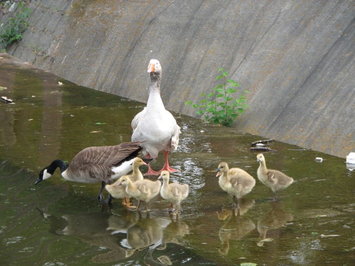 Гуси Кубанские Гусыни