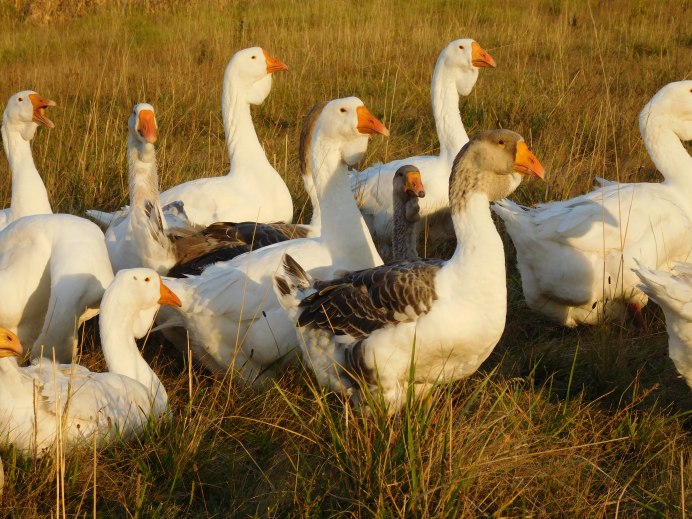 Пегие Холмогорские гуси