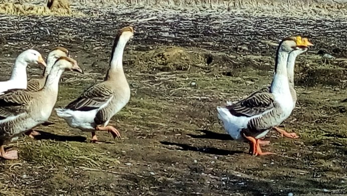 Гуси Арзамасской породы