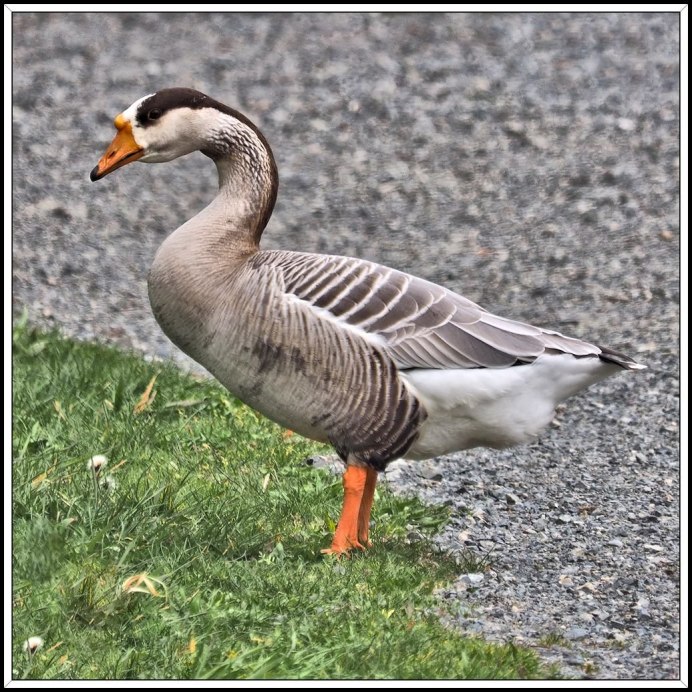 Холмогорская порода гусей гусята