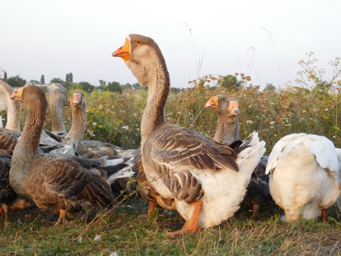 Кубанские серые гуси