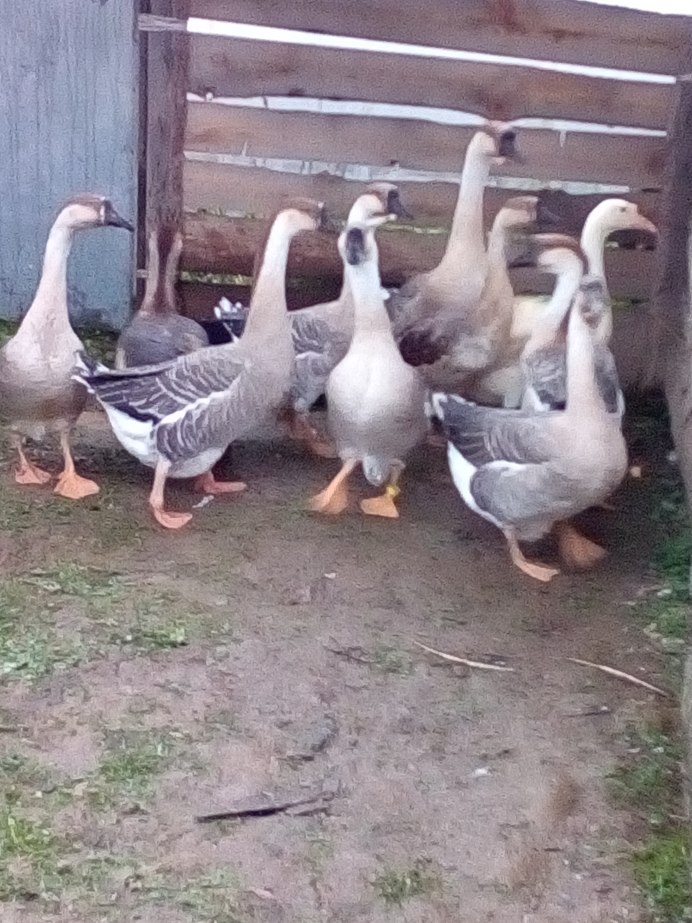 Гусенок Кубанского гуся