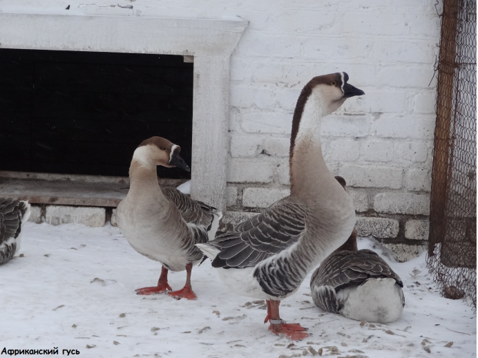 Гергуль Гусь